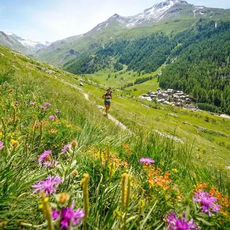 Jonquille Terrasse Centre Mont Blanc